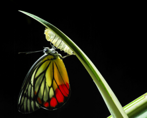 Butterfly_Change_iStock_000023715010Large
